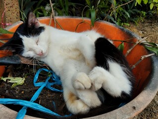 Cat sleeping in weird place