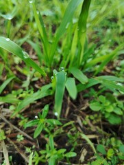Water droplets on grass