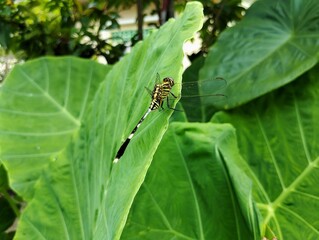 Dragonfly on a leaf