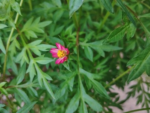 Cosmos caudatus flower (ulam raja) in the garden