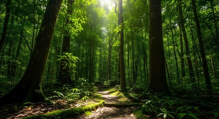 Obraz premium Forest Path Sunlight Green Trees