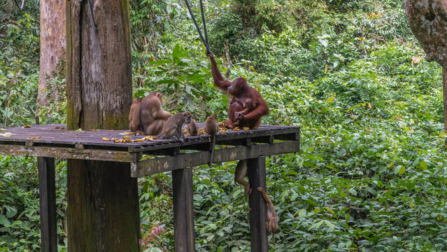 Feeding monkeys in the Sepilok Orangutan Rehabilitation Centre. Long-tailed, stump-tailed macaques gathered on a boardwalk, eating fruits laid out. Mother orangutan hugs baby.Green tropical vegetation