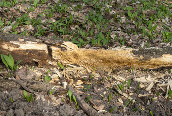 the trunk of a tree is damaged by natural stem pests that parasitize living and dead wood in the forest
