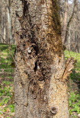 Obraz premium the trunk of a tree is damaged by natural stem pests that parasitize living and dead wood in the forest