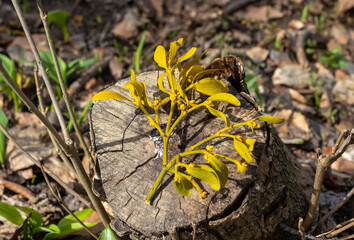 the trunk of a tree is damaged by natural stem pests that parasitize living and dead wood in the forest