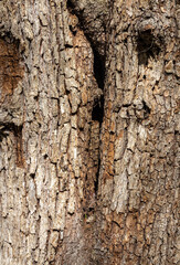the trunk of a tree is damaged by natural stem pests that parasitize living and dead wood in the forest