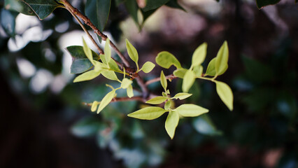 쥐똥나무 어린 잎