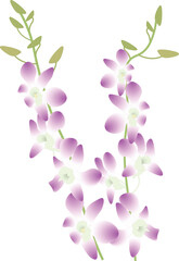 デンファレ紫白