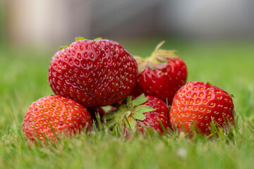 ripe strawberries lying on green grass, summer berry, strawberry harvest, beautiful summer picture