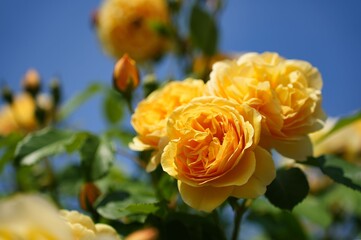 柔らかな光に包まれた黄色いバラ