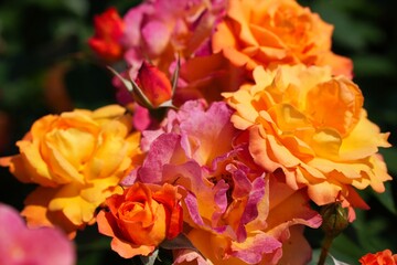 色とりどりのバラの花