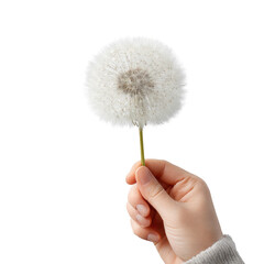 Fototapeta premium Hand holding a dandelion