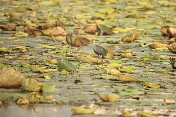 Swamphen
