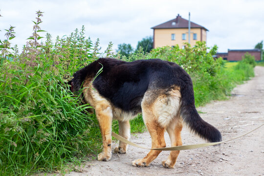 A German shepherd dog is carefully sniffing the grass along a dirt road