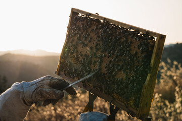Beekeeper removing bees from honeycomb at sunset