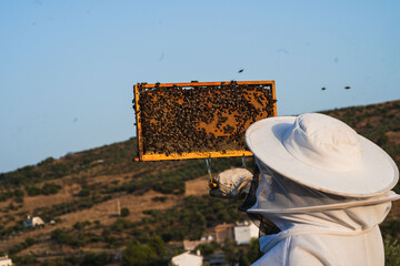 Beekeeper holding honeycomb frame with working bees in apiary