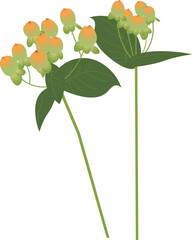 ヒペリカムオレンジ