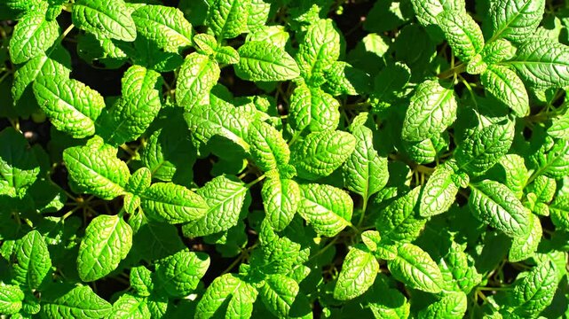 Bright, textured green leaves, densely packed and bathed in sunlight, fill the frame
