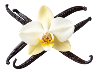 Single Vanilla Flower with Curved Pods in Elegant Botanical Arrangement Isolated Transparent Background PNG