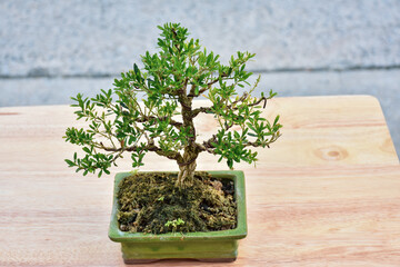 Bonsai Tree,Small Bonsai plant is a miniature art of nature expressed in a small pot and wonderful way to relax after a hard days work,mini bonsai plants is a popular hobby in Asia. Bonsai Tree Concep