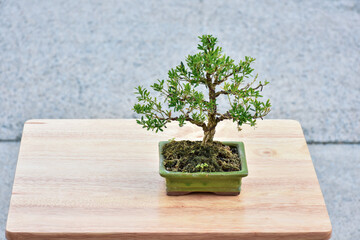 Bonsai Tree,Small Bonsai plant is a miniature art of nature expressed in a small pot and wonderful...