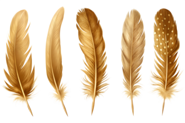 five detailed golden feathers with varying shapes isolated on white background PNG, AI GENERATED
