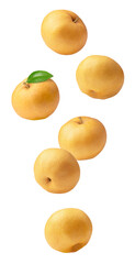 Asian pear fruit falling isolated on transparent background	