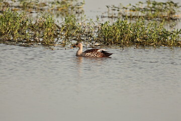 Duck in lake