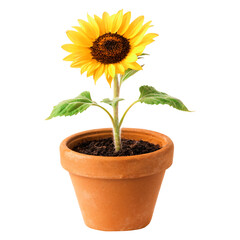 Obraz premium Sunflower growing in small clay pot isolated on transparent background