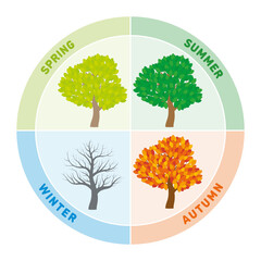 The four seasons represented by changing tree foliages. Multi colored annual cycle and wheel of the year, showing the annual transitions from spring, to summer, autumn or also fall, and to winter.