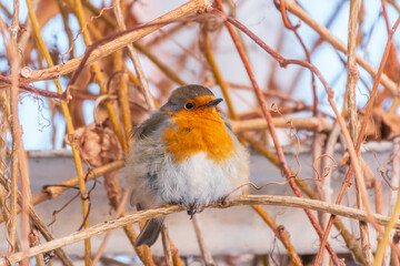 Cute bird the European Robin, Erithacus rubecula. sitting on the tree branch in winter.