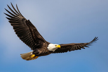 Fototapeta premium A majestic bald eagle soars across the sky with powerful wings outstretched. 