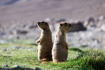Two Himalayan marmots sit back-to-back on a grassy patch in Leh, surrounded by vast mountain landscapes. Their alert and charming posture adds a playful touch to Ladakh’s high-altitude wilderness.