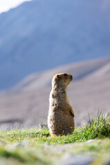 A Himalayan marmot stands upright on grassy terrain in Leh, alert and curious. This adorable rodent is commonly seen in the high-altitude regions of Ladakh, adding charm to the natural landscape.