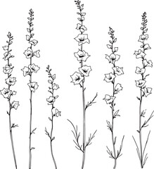 foxglove line art delicate petals drawn simple natural graceful form © Ramjan