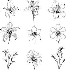 freesia line art elegant botanical illustration invited calm refined grace