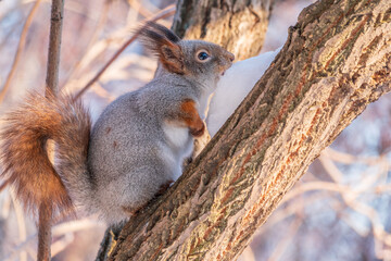 Squirrel in winter sits on a tree trunk with snow
