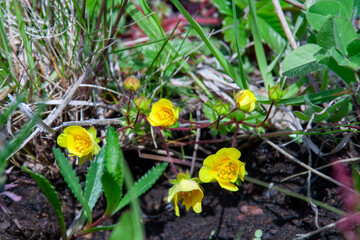 礼文島の花々