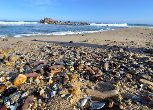 Close-up images on the mysterious tube-like creatures known as Sea Pickles (colonial tunicate, Pyrosoma atlanticum), washed ashore on the Monterey Bay Beaches in California. 
