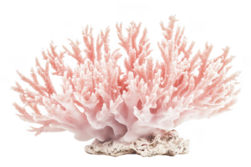 Delicate pale pink branching coral structure with a textured rock base isolated on transparent background