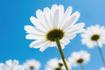 White Daisies Looking Up at Bright Blue Sky on Sunny Day From Below