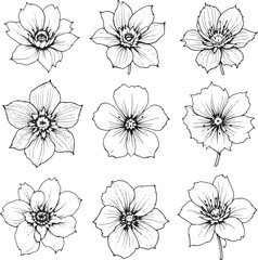 Fototapeta premium hellebore line art minimalistic flower sketch invited calm purity