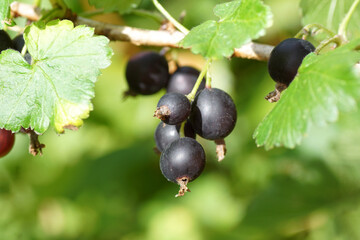 Closeup shrub with ripening jostaberries (Ribes × nidigrolaria). Family Grossulariaceae. Dutch garden, July.	