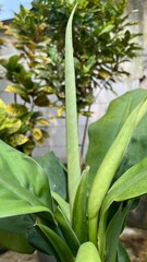 Obraz premium A close up of a plant with a tall, slender green shoot emerging from its center, surrounded by broad green leaves, with other leafy plants in the blurred background.