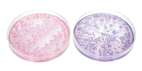 two round petri dishes with pink and purple substa isolated on white background PNG, AI GENERATED