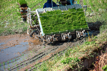 Professional local Asian farmer and agriculture vehicle machine transplant rice seediing in a paddy field in the open sky day.