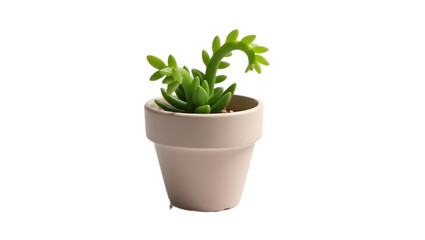 Obraz premium Aloe vera plant in decorative white pot, isolated on transparent background. 
