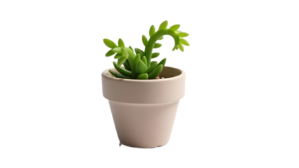 Aloe vera plant in decorative white pot, isolated on transparent background.
