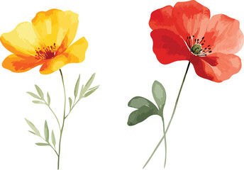 Watercolor Illustration of Red and Yellow Poppy Flowers on White Background