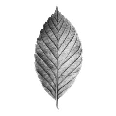 Obraz premium Antique Halftone Engraving of an Ash Leaf with Deep Green Hue Interpreted as Dense Dot Mesh, Crisp Edge Definition, Isolated on Black Background